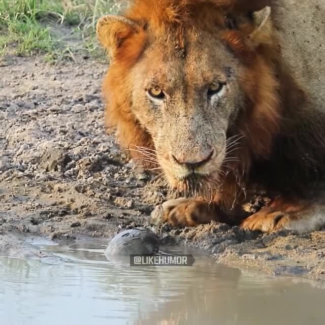 Даже львы побаиваются этих отмороженных