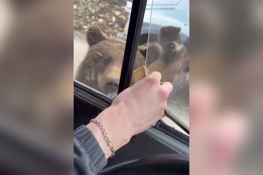 В&nbsp;России медведи «организовали КПП и собирают плату за&nbsp;проезд по&nbsp;дороге»