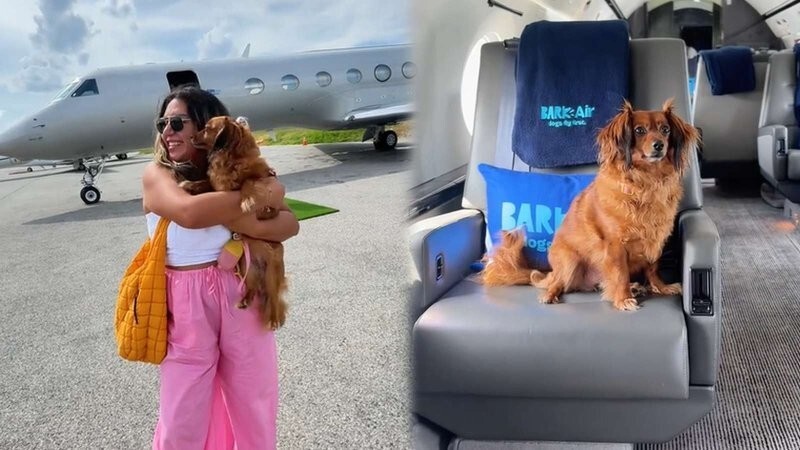 Американская авиакомпания для собак совершила первый рейс&nbsp;
