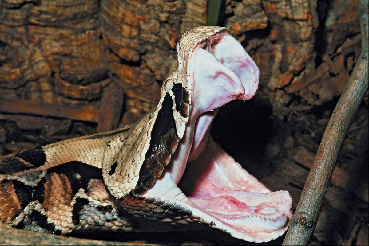 Габонская гадюка: знаменитая толстая змея с сильнейшим ядом