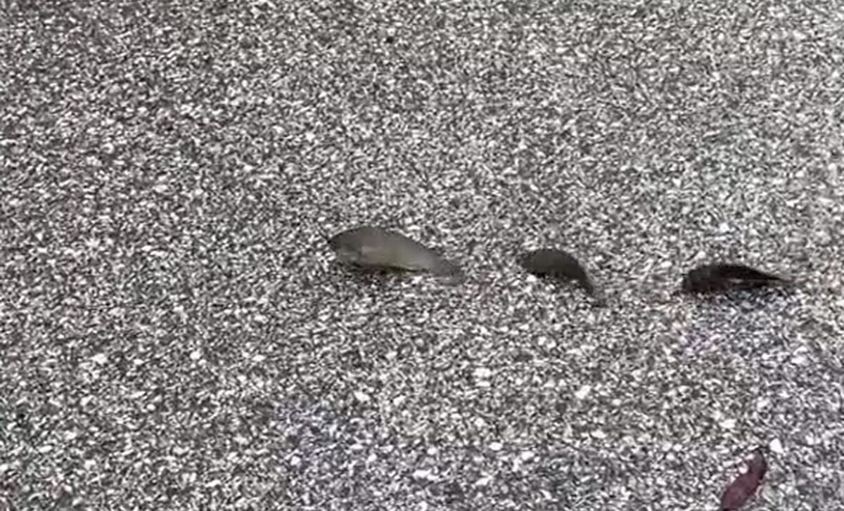 Группа рыб переходит дорогу