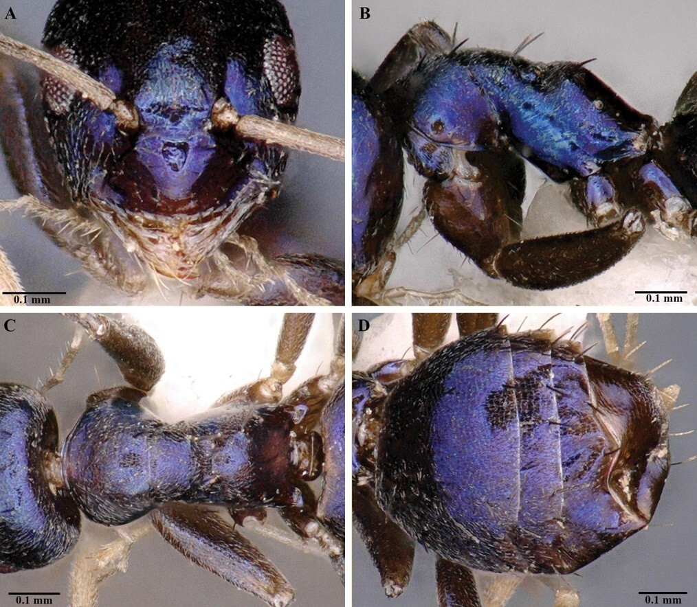 В отдаленной индийской долине Сианг открыт необычный вид синих муравьев