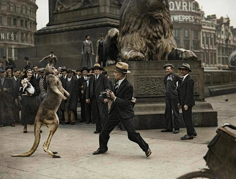 Удивительные и забавные ретро фотографии с животными