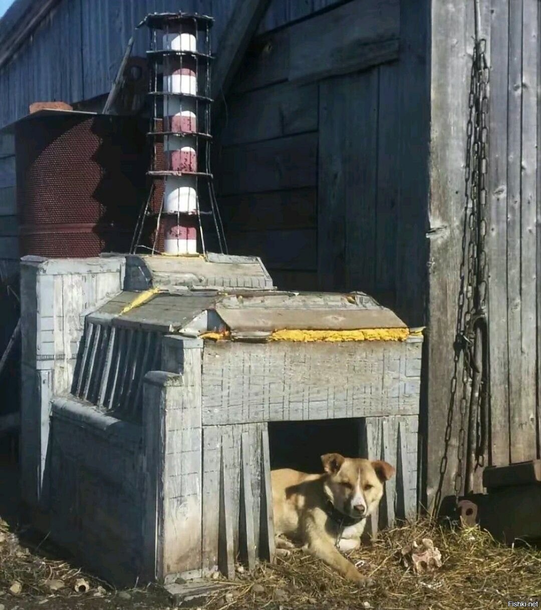 Ваш пёс светится здоровьем