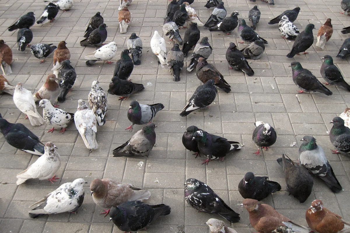 В немецком городе местные жители решили убить всех голубей