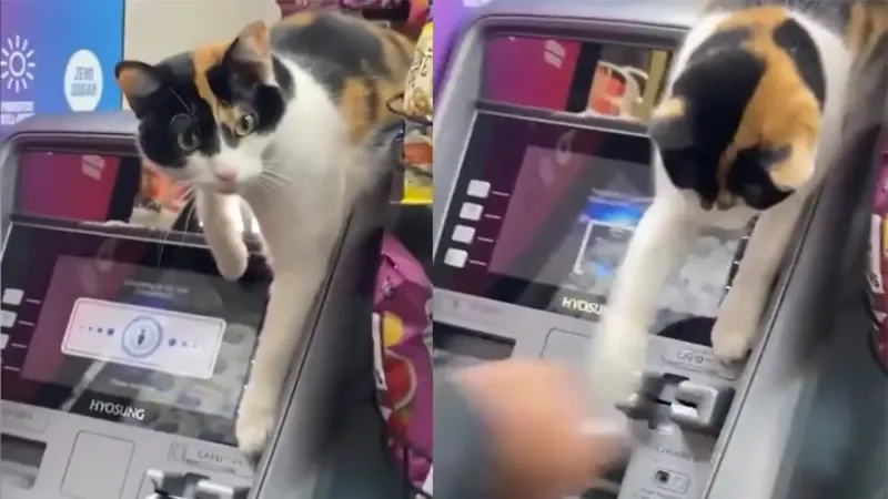 «Проваливайте!»: кошка охраняет банкомат