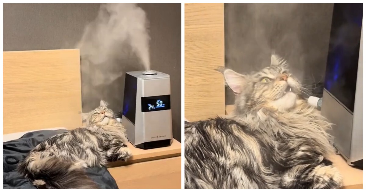 Кот и увлажнитель воздуха
