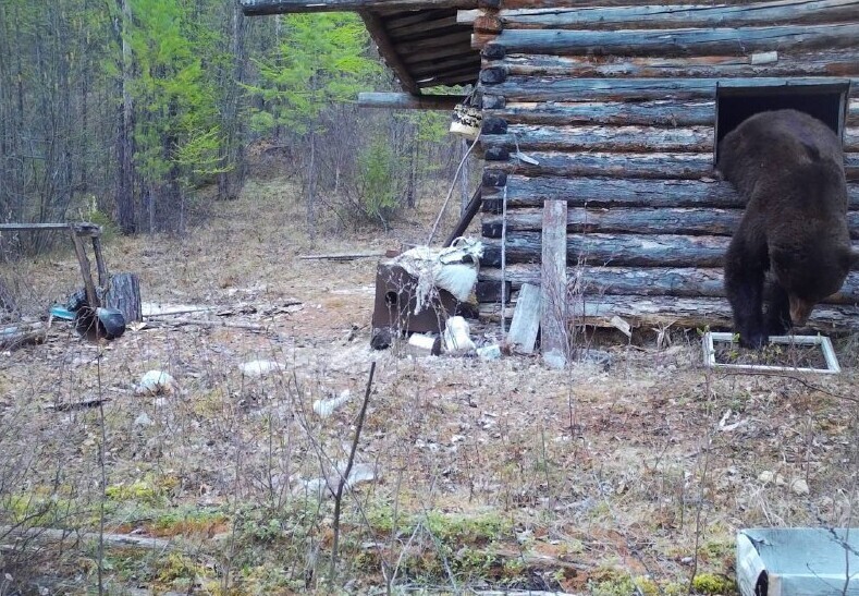 Упитанный медведь залез в домик инспектора национального парка