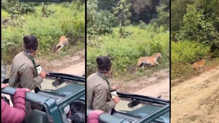 Туристы спугнули тигра криком