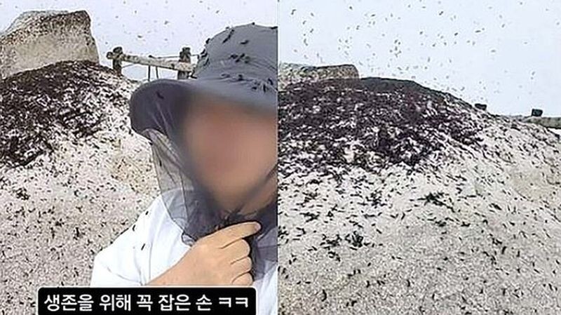 Сеул покрыли полчища мух, а виновато метро