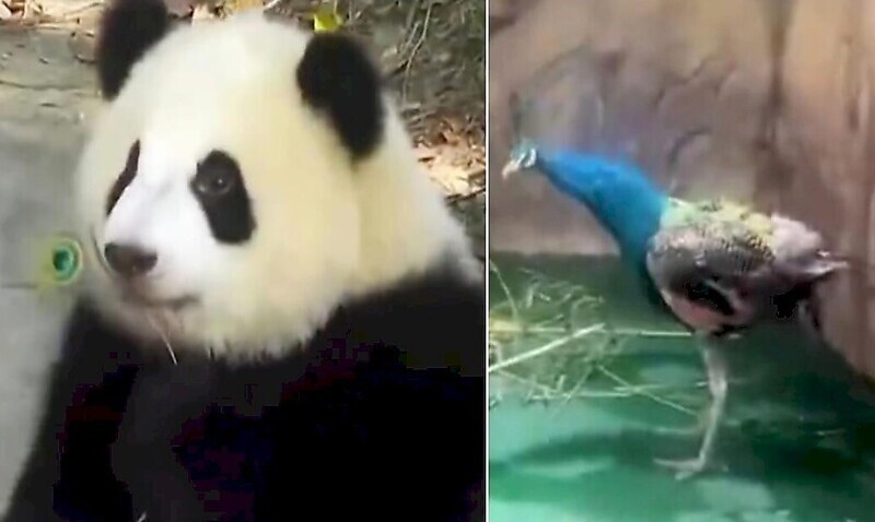 Панда лишила павлина части оперения