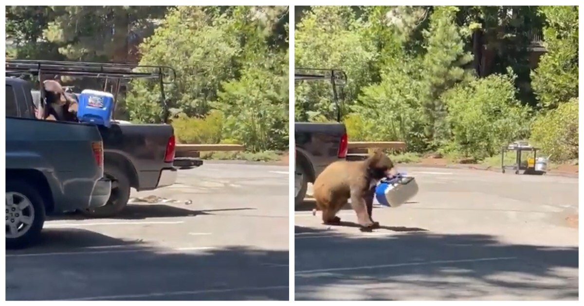 Медведь украл холодильник у рабочих