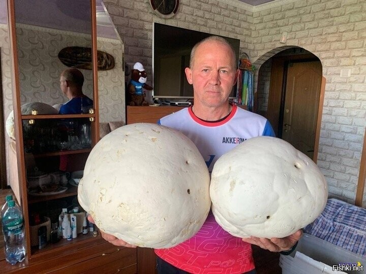 Громадные грибы-дождевики в РБ