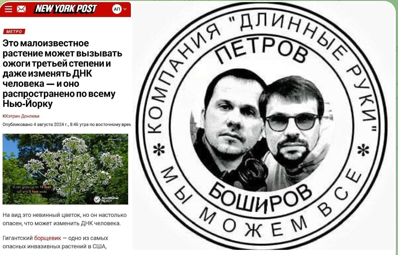 Кто-то завез в США борщевик