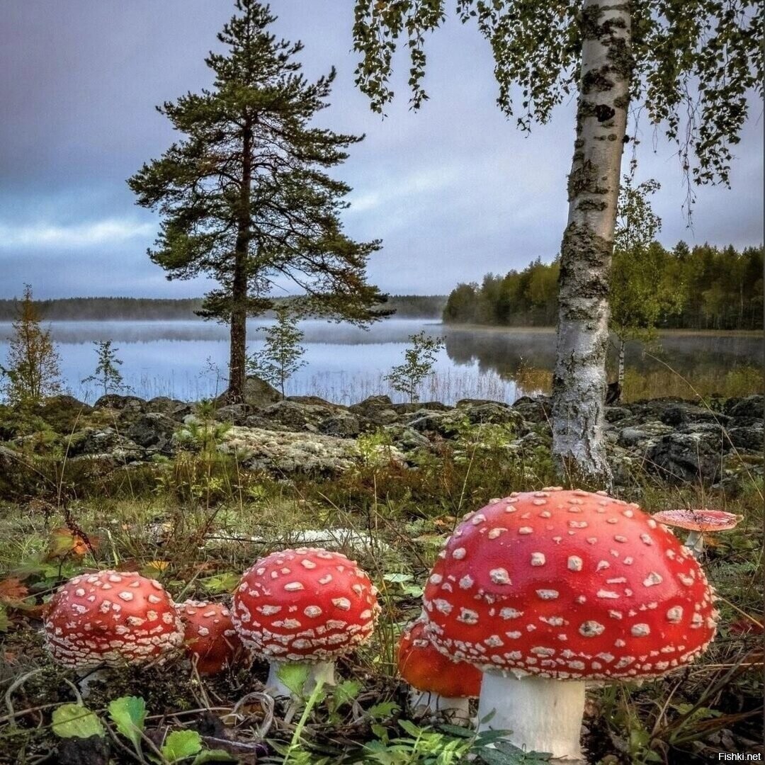 Солянка