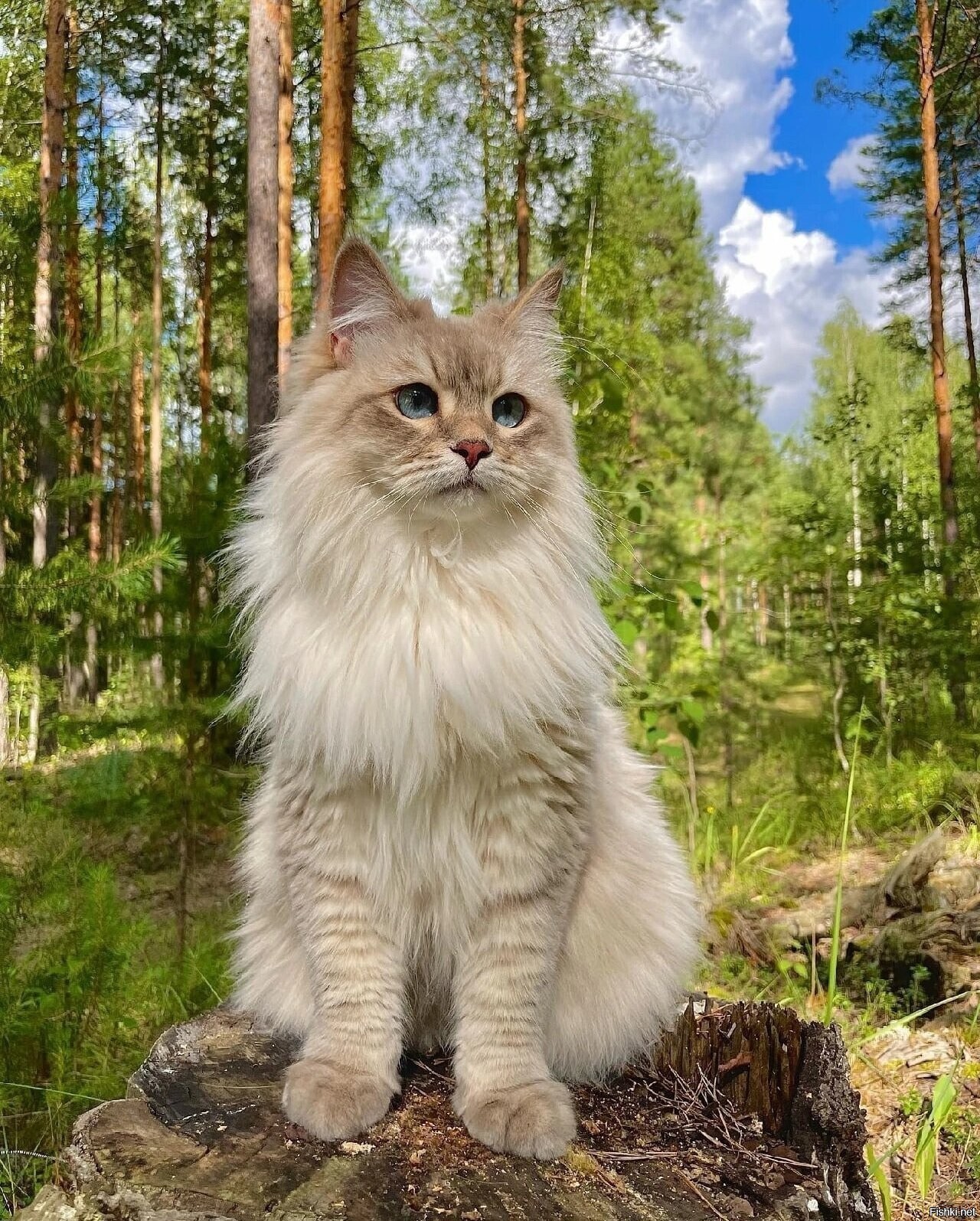 Солянка