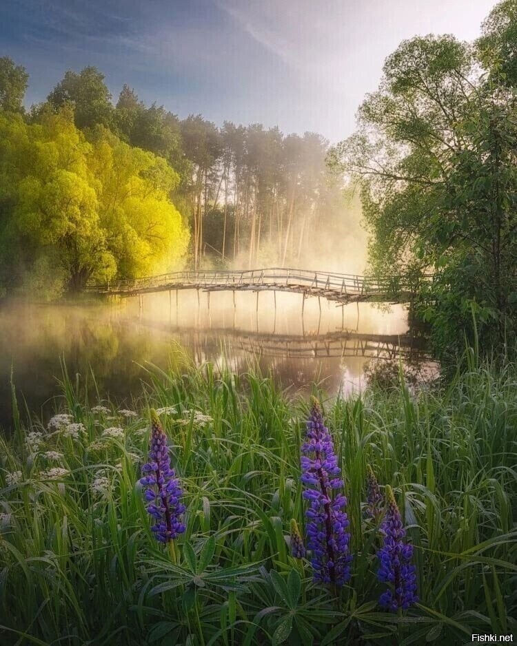 Солянка