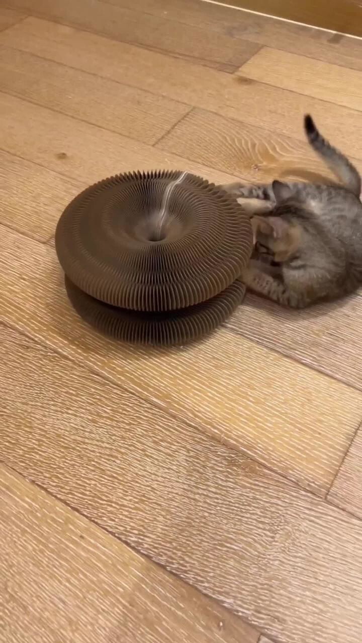 Чем занять кота на день