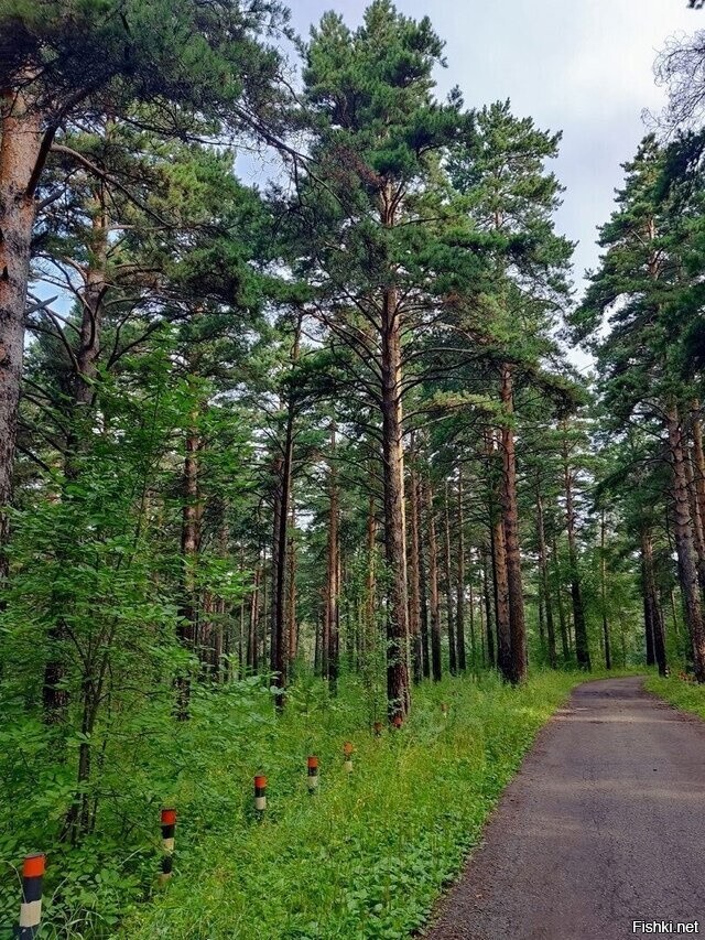 Солянка