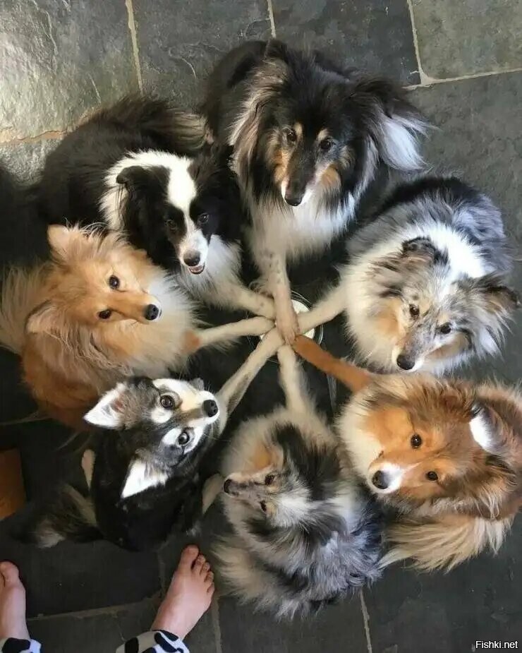 Солянка
