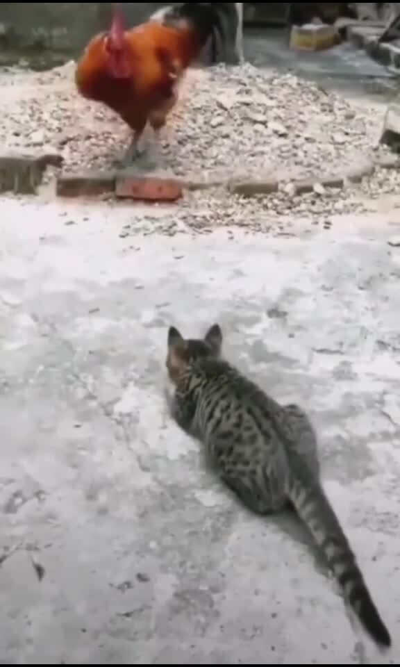 Охота не задалась)