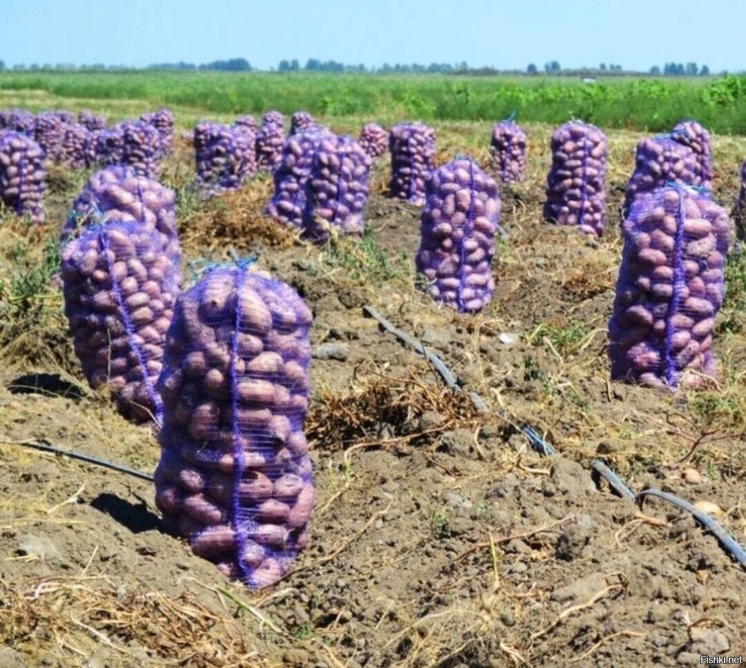 Лавандааа