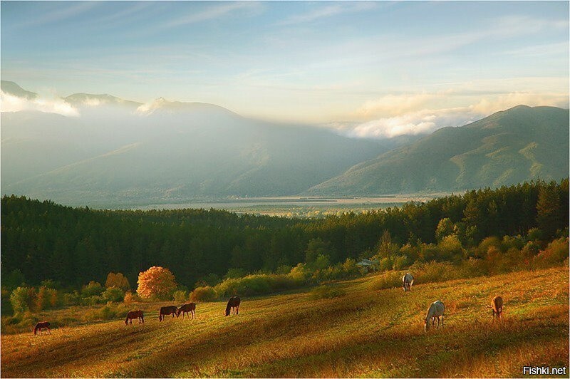 Солянка