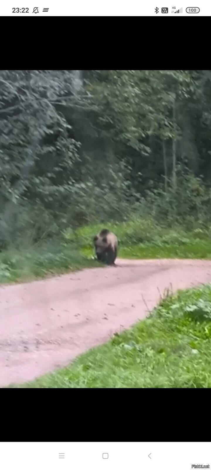 Сегодня к даче вышел хомячок с мамой