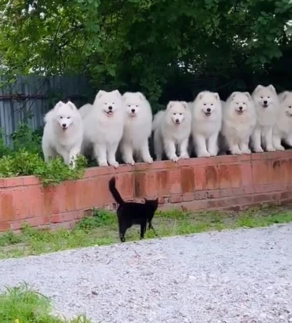 Смотр проводит)