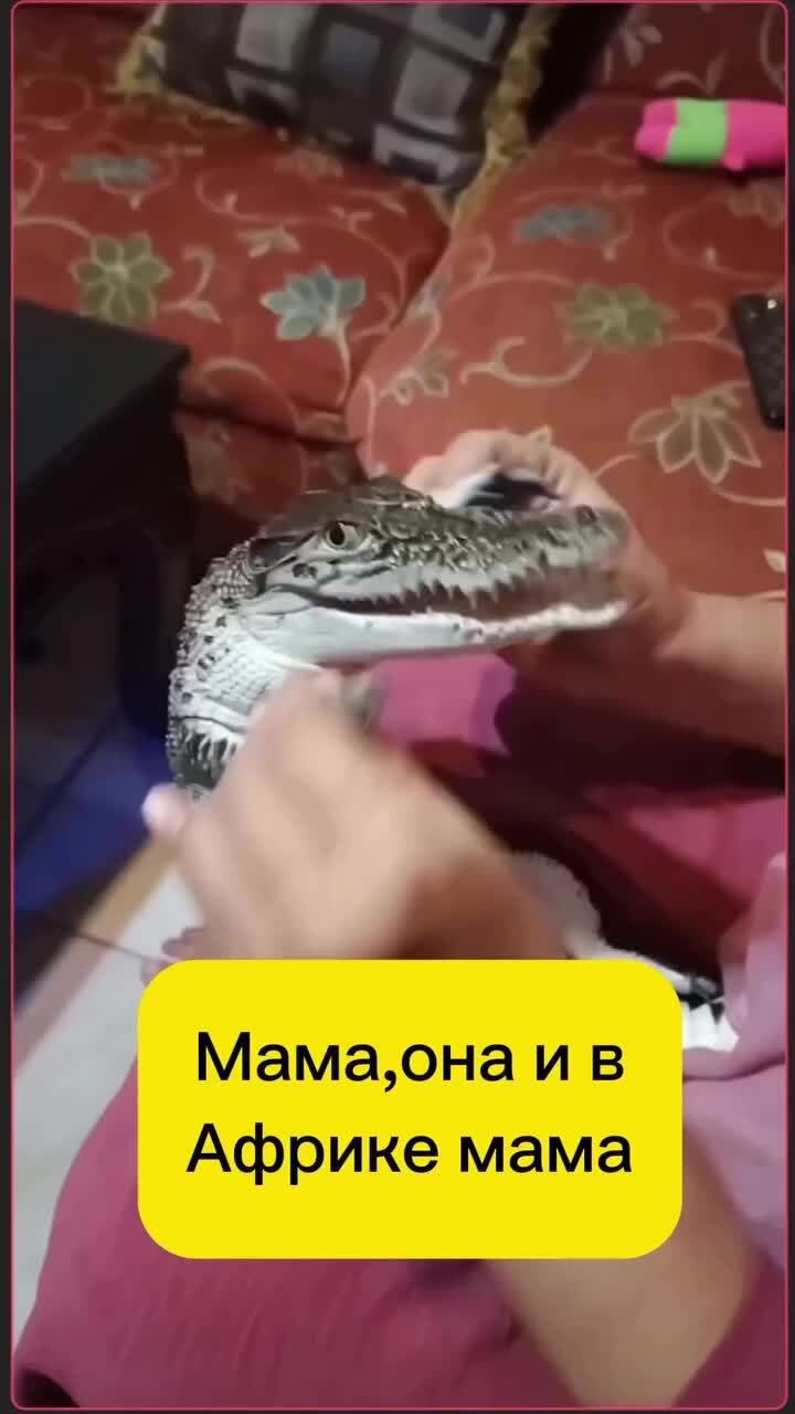 Довольный крокодильчик)