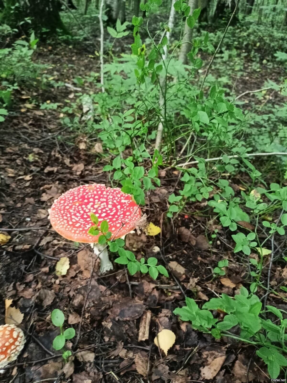 Солянка