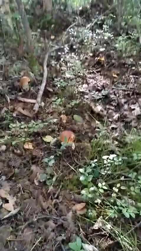 Сестра прислала , красота 