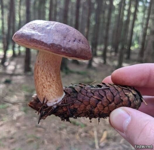 Солянка