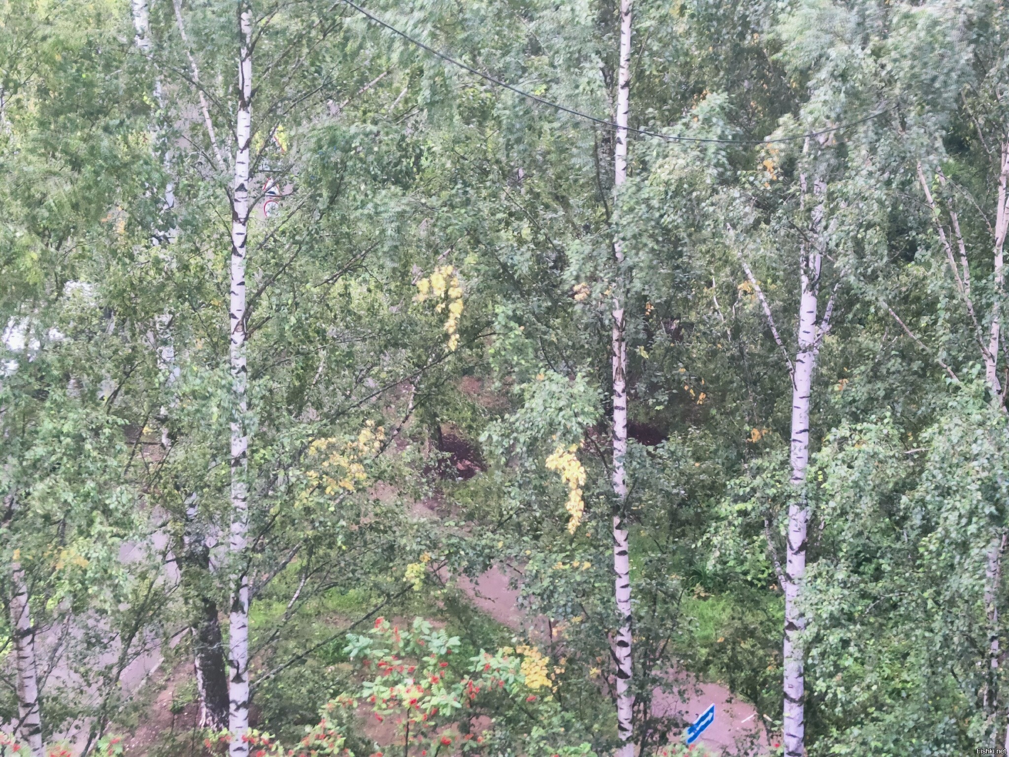 Звоночки