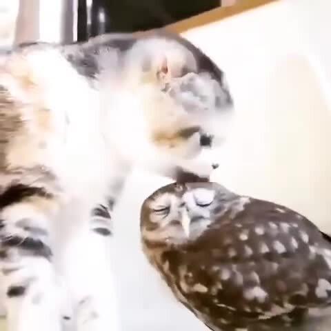 Сов любят все, даже котики)