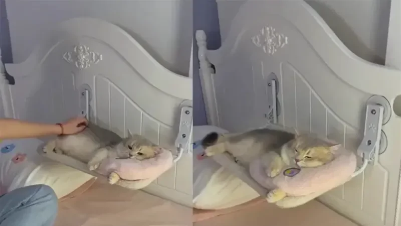 Хозяйка готовит питомца ко сну