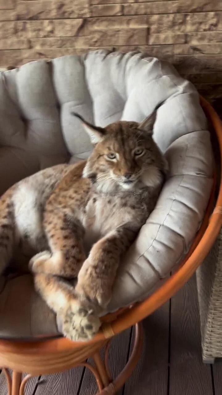 А у вас котик какой породы