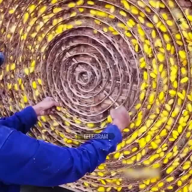 Как производят натуральный шёлк