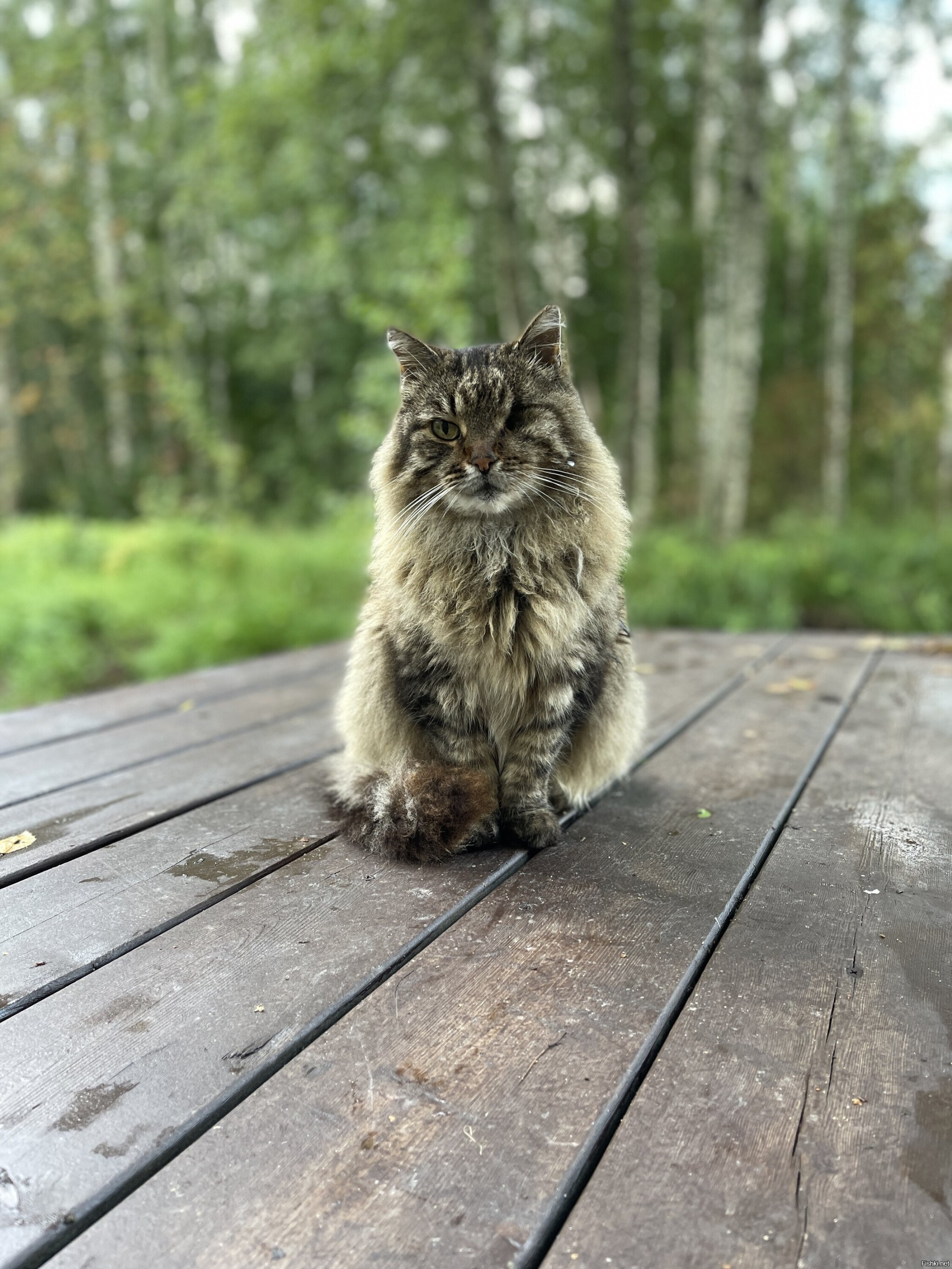 Солянка