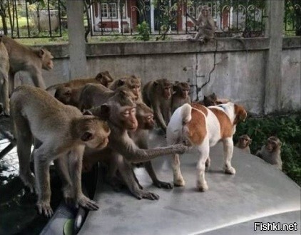 А сейчас я вам покажу злую собаку)))