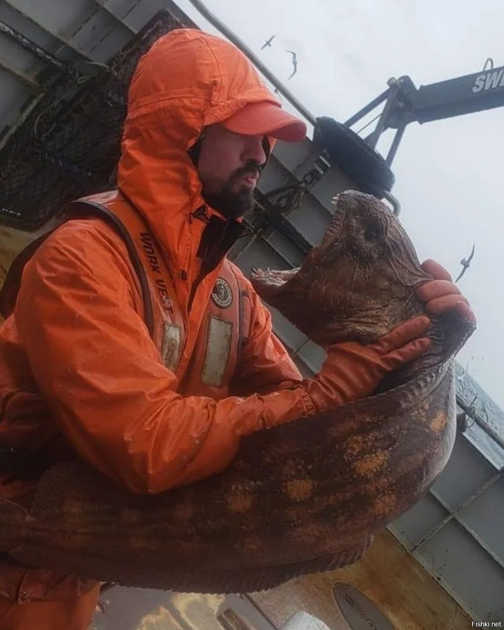 Угревидная зубатка желает всем спокойной ночи