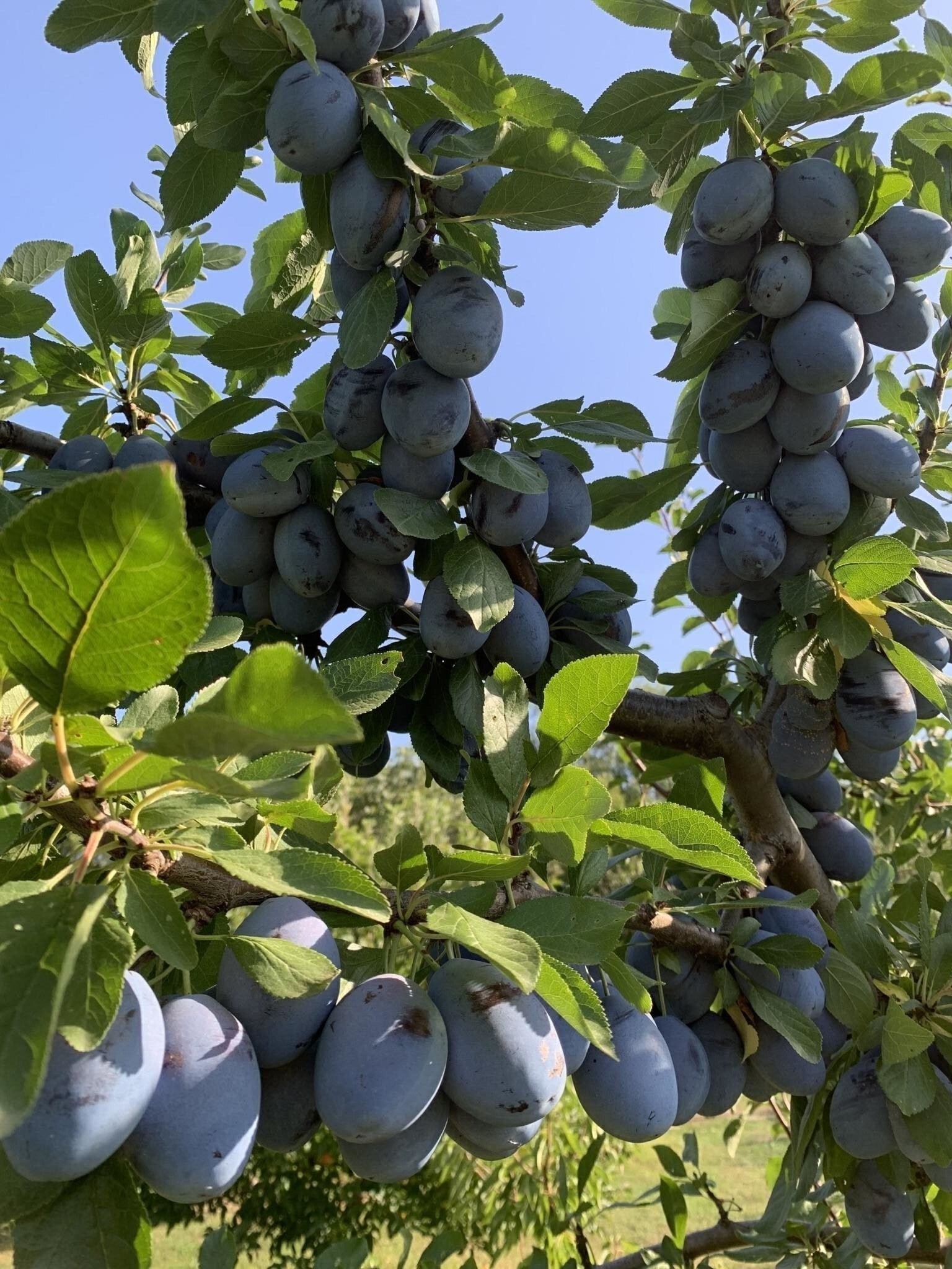 Урожай Стенлея