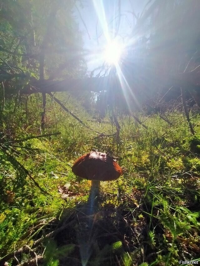 Солянка