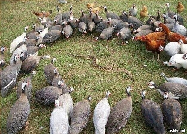 Солянка