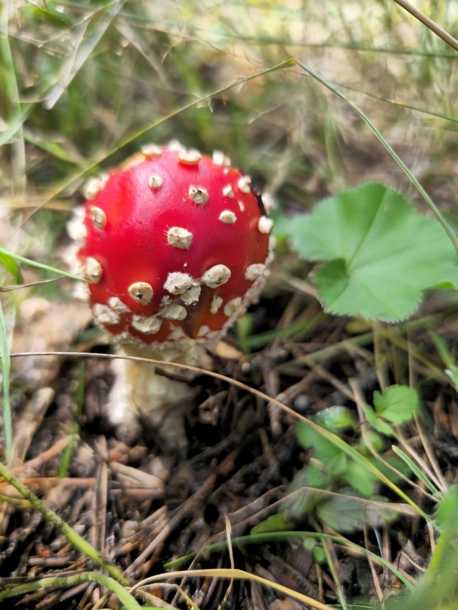 Солянка