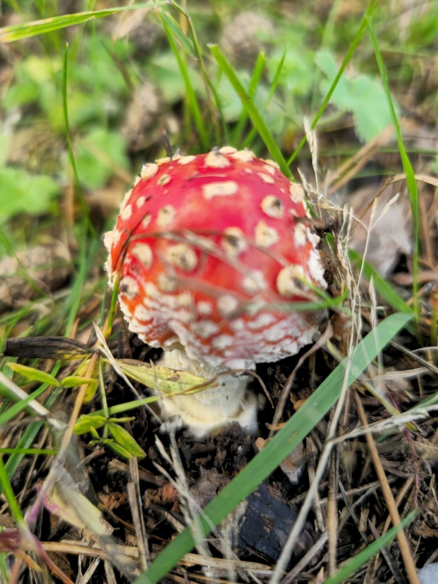 Солянка
