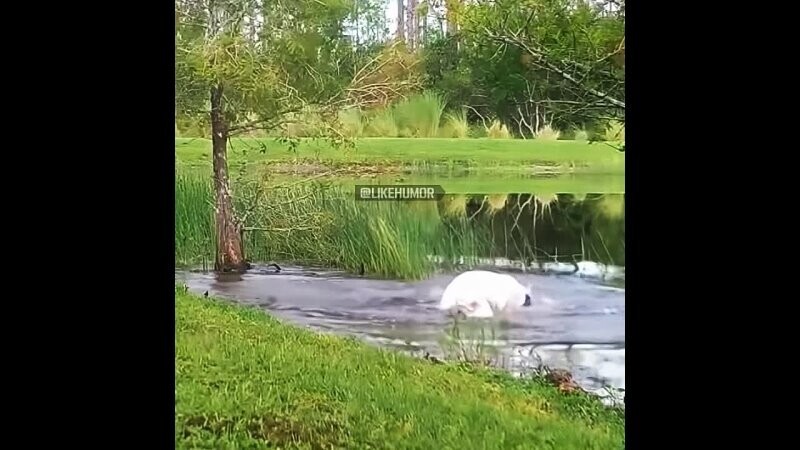 Спас собачонка 