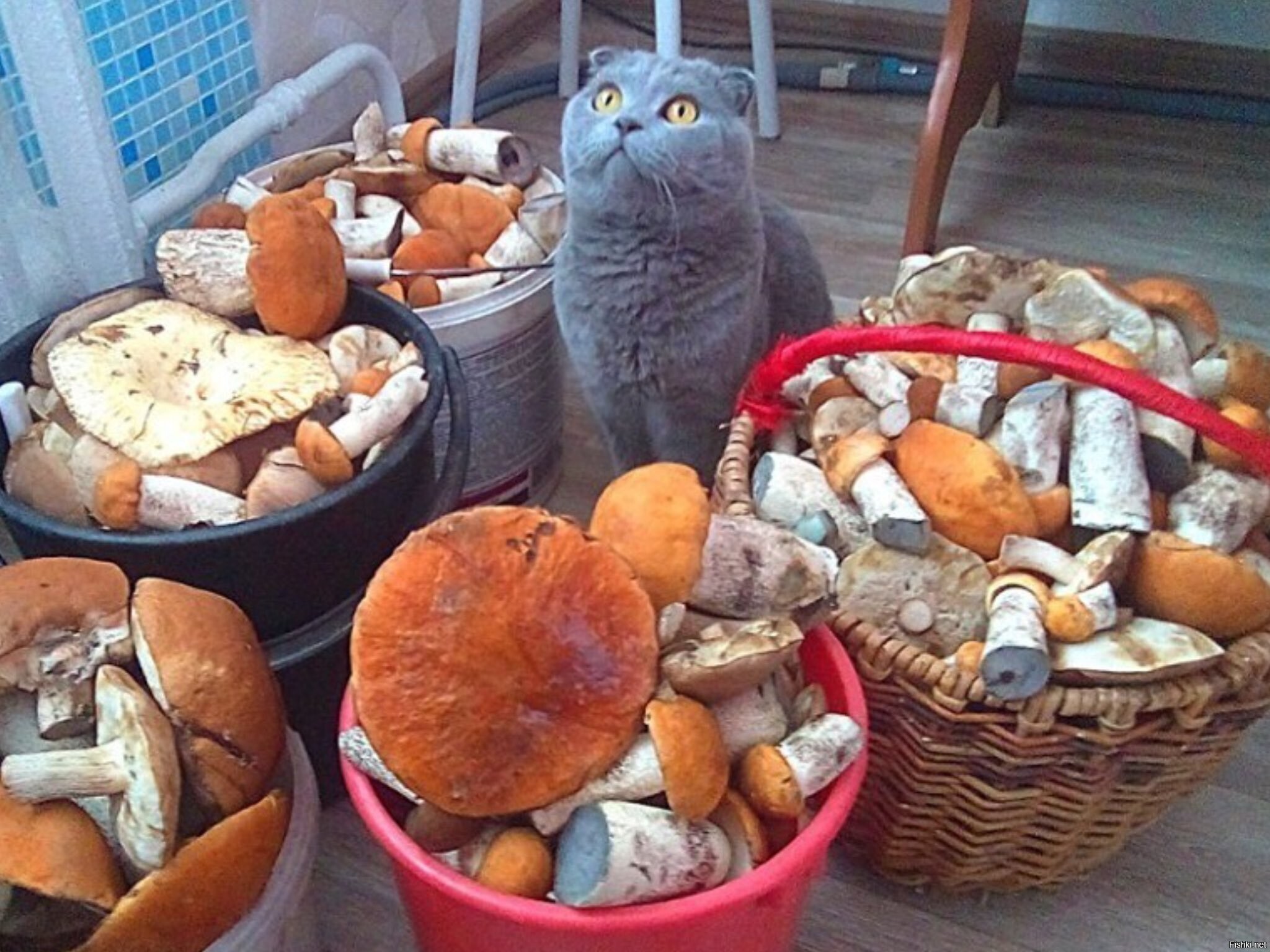 Солянка