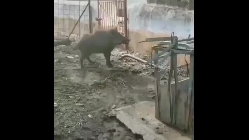 Не зли кабана )))