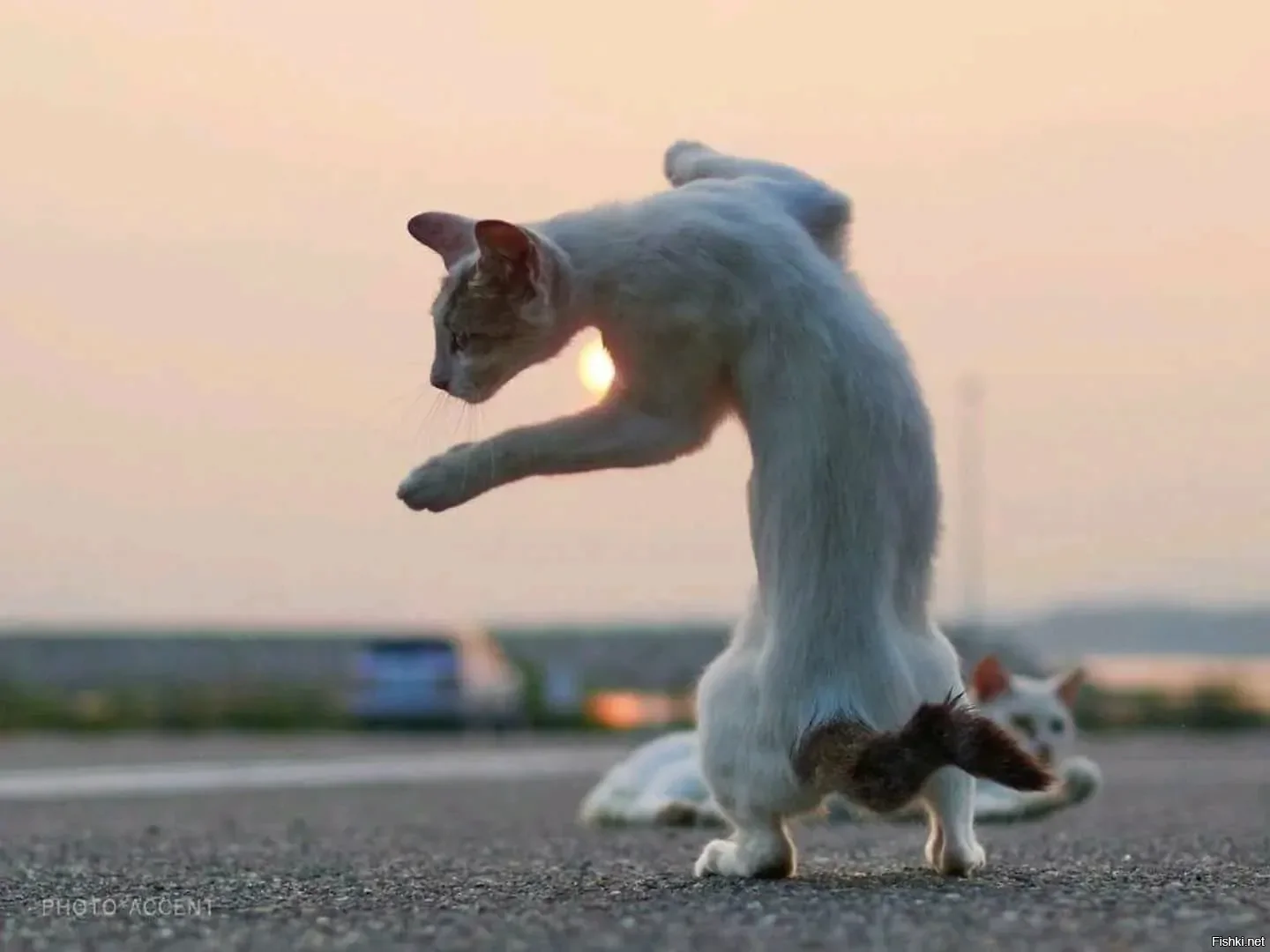 Солянка
